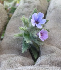Alkanna strigosa