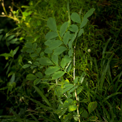 Dalbergia latifolia