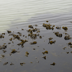 Laminaria hyperborea