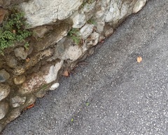 Ichthyosaura alpestris