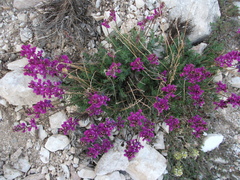 Oxytropis coerulea