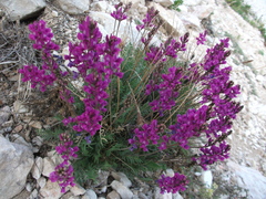 Oxytropis coerulea