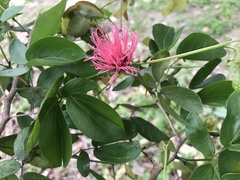 Calliandra tergemina emarginata