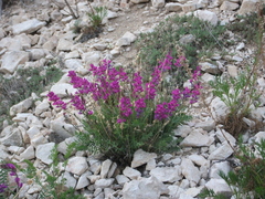 Oxytropis coerulea
