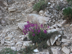 Oxytropis coerulea