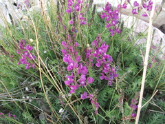 Oxytropis coerulea