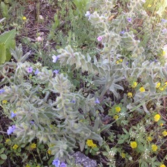 Alkanna strigosa