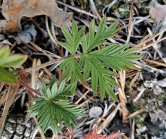 Potentilla arctica