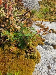Potentilla arctica