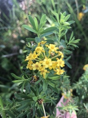 Lasiosiphon triplinervis