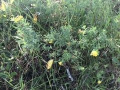 Lasiosiphon triplinervis