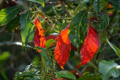 Elaeocarpaceae