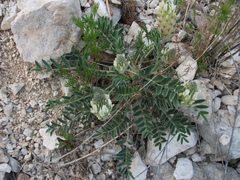 Astragalus lupulinus