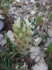 Astragalus lupulinus