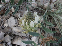 Astragalus lupulinus
