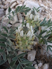 Astragalus lupulinus