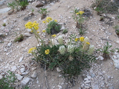 Astragalus lupulinus