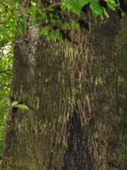Olea capensis macrocarpa