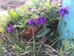 Viola prionantha