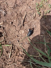 Trichomeloe sericellus