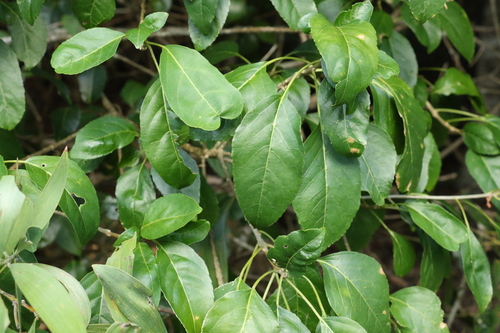 Image of Claoxylon tenerifolium by (c) Greg Tasney, some rights reserved (CC BY-SA)