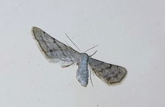 Idaea trissomita