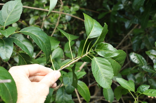 Image of Claoxylon tenerifolium by (c) Greg Tasney, some rights reserved (CC BY-SA)