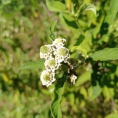 Lippia javanica