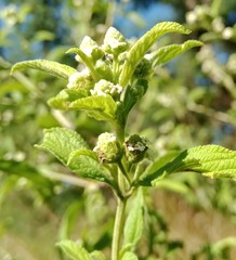 Lippia javanica