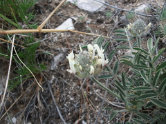 Astragalus lupulinus
