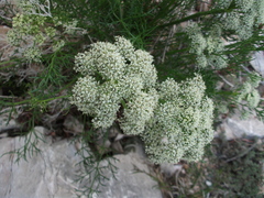 Ferulopsis hystrix