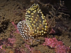 Eubranchus tricolor