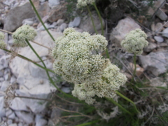 Ferulopsis hystrix