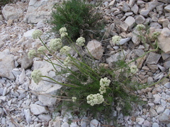 Ferulopsis hystrix