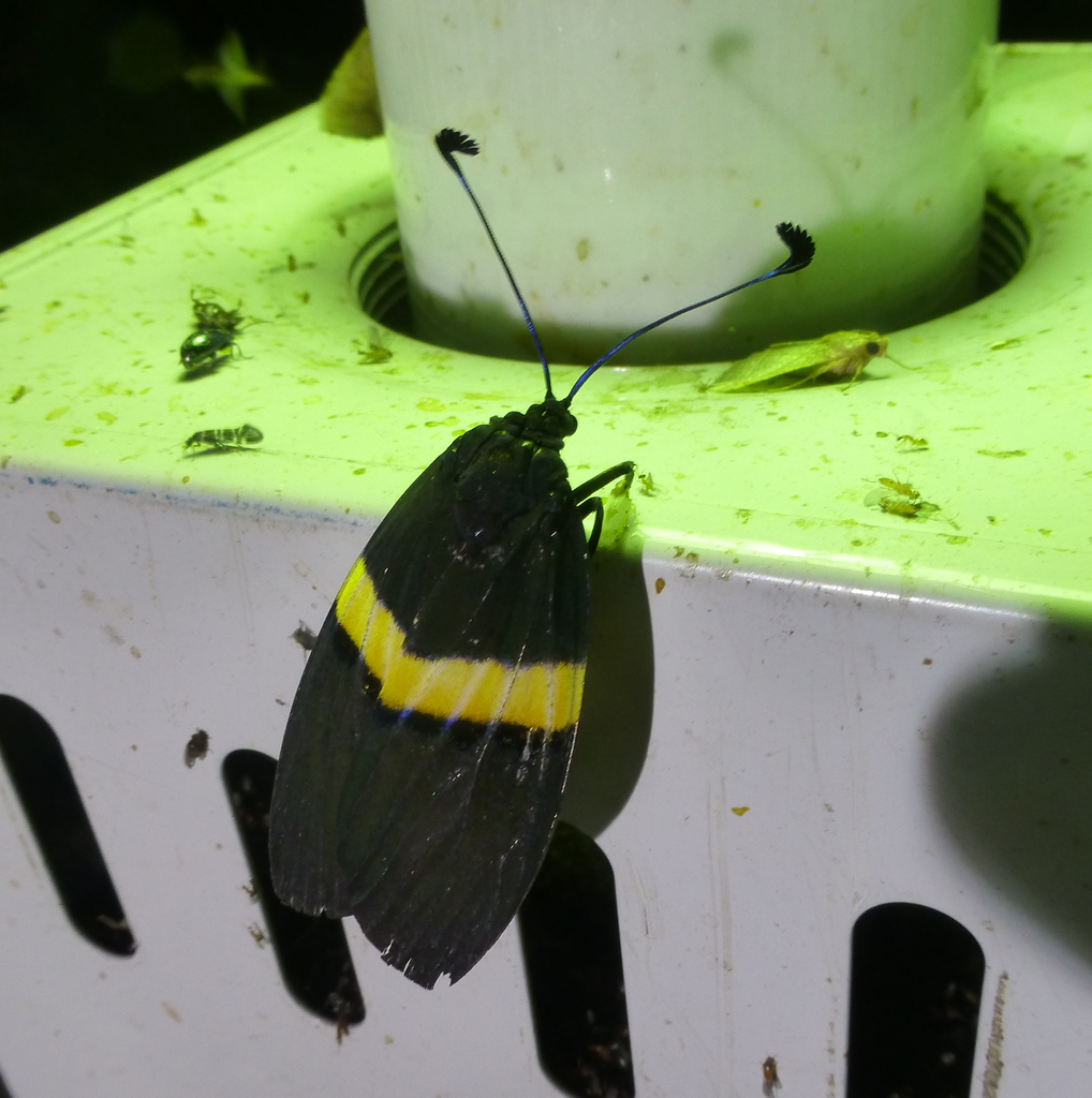 Eterusia angustipennis