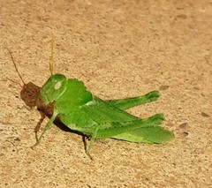 Ecphantus quadrilobus