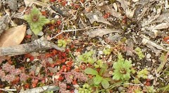 Parentucellia latifolia