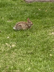 Sylvilagus floridanus