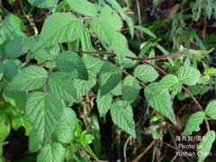 Rubus parviaraliifolius