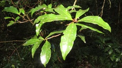 Olea capensis macrocarpa