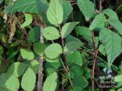 Rubus parviaraliifolius