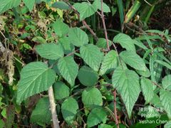 Rubus parviaraliifolius
