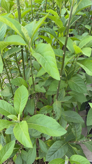 Gymnanthemum amygdalinum