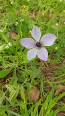 Anemone