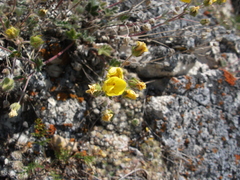 Potentilla olchonensis