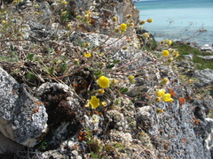 Potentilla olchonensis
