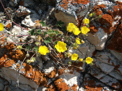 Potentilla olchonensis