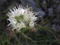 Allium ochroleucum