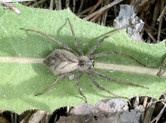 Pisaura mirabilis