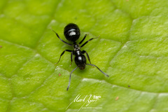 Technomyrmex sophiae